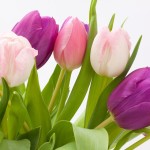 tulip-1230492_960_720